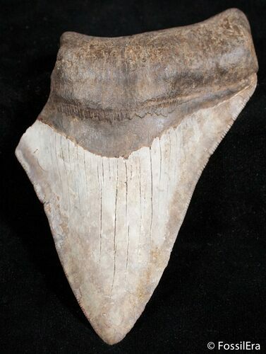 Partial Inch Megalodon Tooth - Bargain #2495